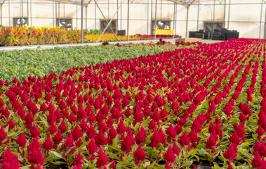 indoor floral farming in qatar during summer and winter seasons.
