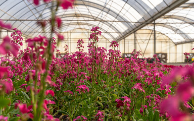 Fototapeta na wymiar indoor floral farming in qatar during summer and winter seasons.