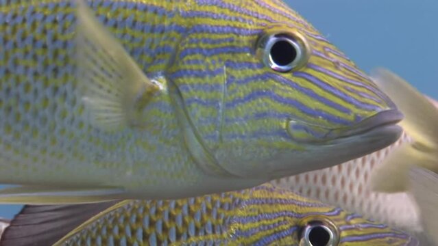 School of tropical fish (Trevally) and colorful corals under the pier. Scuba diving in the blue ocean, underwater video. Corals and fishes, marine wildlife in Bahamas.