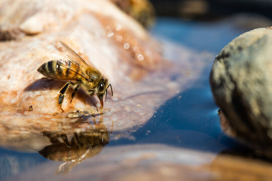 Closeup Of An Africanized Bee Worker (Africanized Honey Bee Or The 