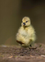 Gössel von der Graugans Küken