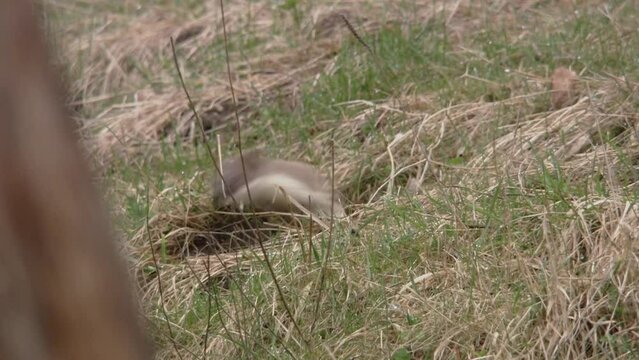 stoat on a meadow 