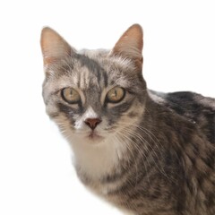 cat portreit isolated on white background