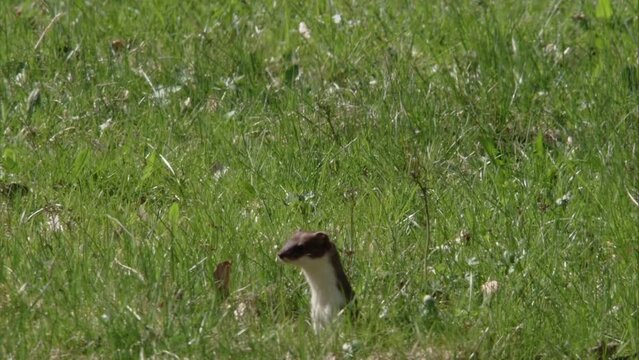 stoat on a meadow 