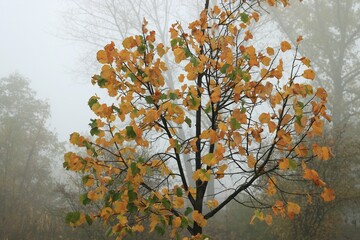 Jesień we mgle © Ireneusz
