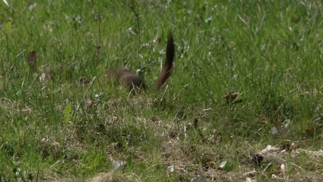 stoat on a meadow 