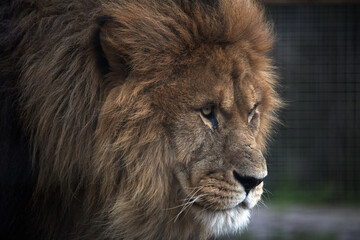 Closeup shot of a Barbary lion with a wild look in a Newquay Zoo