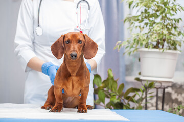 female doctor examines a dachshund dog in a veterinary clinic. medicine for pets
