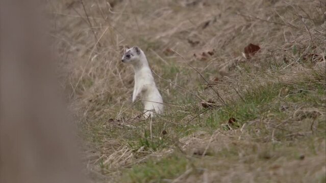 stoat on a meadow 