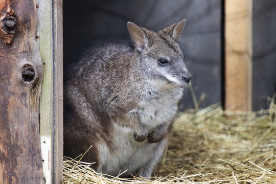 Cute wallaby sitting on hay in front of a wooden door in Newquay zoo.