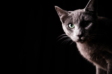 Curious purebred gray cat gazing at camera against black background
