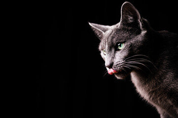 Curious purebred gray cat against black background