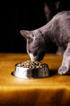 Naklejki Cute hungry Russian Blue Cat eating food from bowl