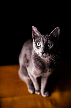 Cute purebred cat standing on floor against black background