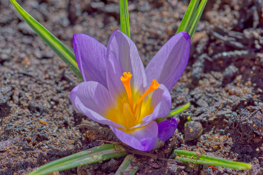 Purple Crocus Flower