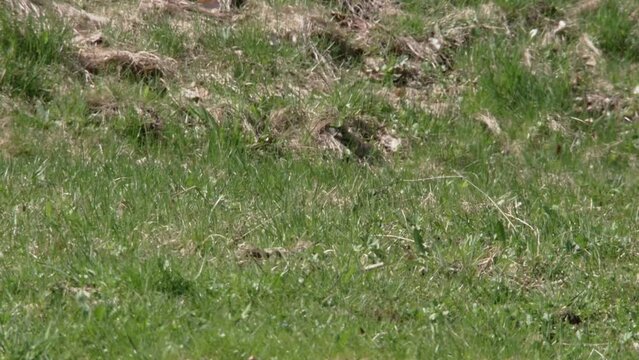 stoat on a meadow 