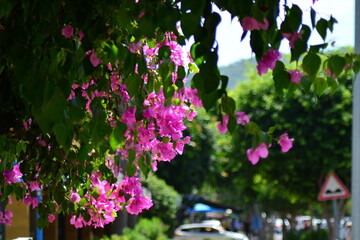 Blooming Bougainvillea on a blurry background of a city street in Mediterranean town. Soft selective focus, bokeh effect