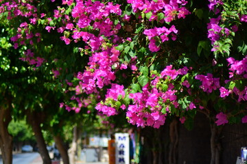 Fototapeta na wymiar Blooming Bougainvillea close up on a blurry background of a city street in Mediterranean town. Soft selective focus, bokeh effect