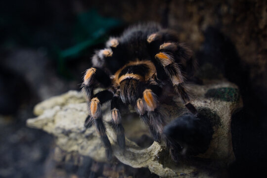 Close-up shot of a creepy Mexican Red Knee Tarantula on the rock