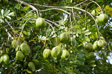 Dipteryx odorata (commonly known as 