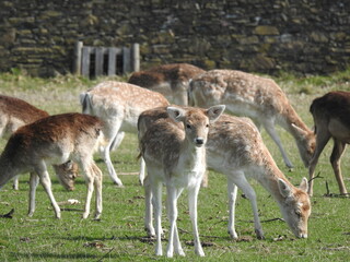 Fallow deer 