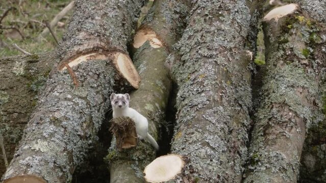 stoat on a meadow 