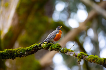 A gorgeous bird standing on a branch covered in moss in front of a blurred background.
