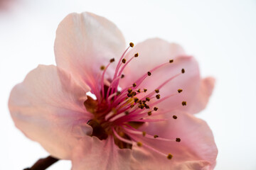 pink magnolia flower