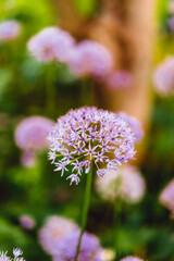 Fototapeta premium flower in the garden