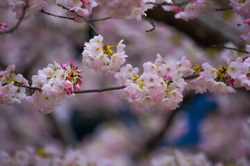 Up close shot of light and rich pink flowers with green tips.