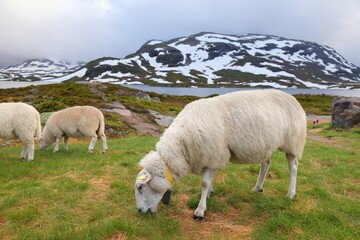Sheep in Telemark region, Norway