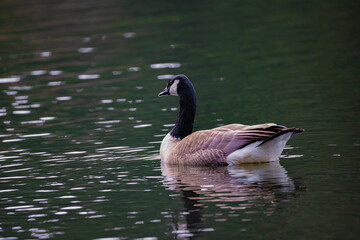 Goose in pond swimming around by themselves.