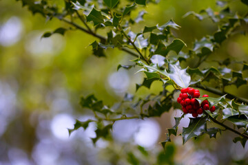 Beautiful red berries attached to spikey plant in front of green backdrop.