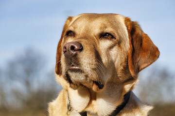 Cute Labrador Retriever resting outdoors