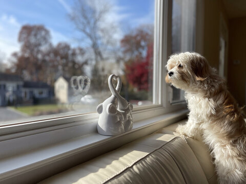 Cute small cavachon dog standing on a couch near the window and looking away to the city
