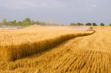 Fototapeta na wymiar Harvester combine harvesting wheat in summer 