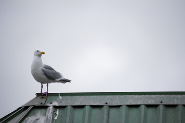 Bird standing tall on top of metal roof in Seattle looking off in the distance.