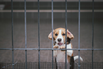 Beagle puppy. Beagle dogs sitting behind gate and waiting for owner at house leak. watchdog. Dog...