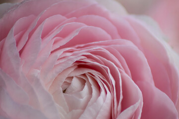 Selective soft focus details of pale pink buttercup flower