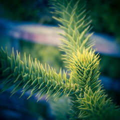 Monkey Puzzle Detail.