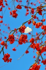 Winter against the blue sky bunches of frozen red rowan 