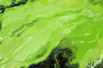 Global environmental pollution. Dirty green water, algae bloom, phytoplankton pollution, algae in lake, river, bad ecology, lack of clean water