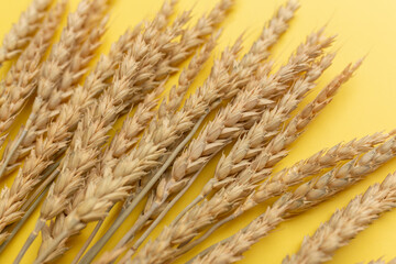 Ears of wheat isolated on yellow background. Top view