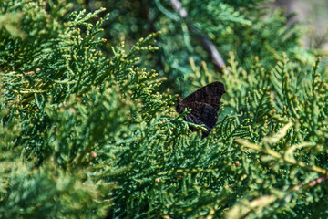 Closeup of a beautiful butterfly on a thuja branch