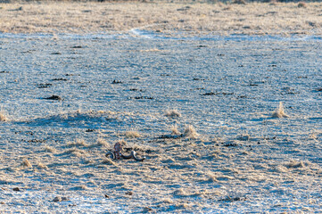 A horn of a cadaver laying in the sands of Etosha National Park, Namibia