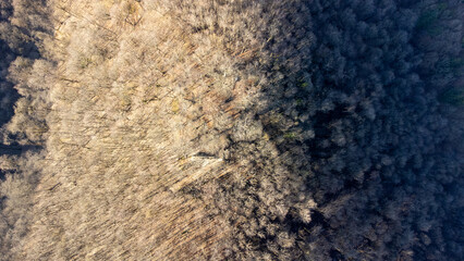 Luftbild von Winterwald im Sonnenuntergang