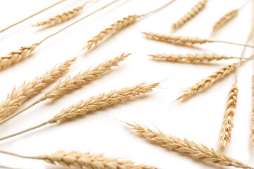 Golden wheat on white background. Close up of ripe ears of wheat plant