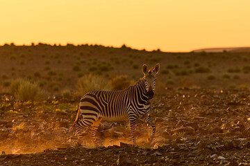 Wild zebra in african bush. Golden hour.