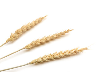 Ripe ears of wheat isolated on a white background. Top view, flat lay