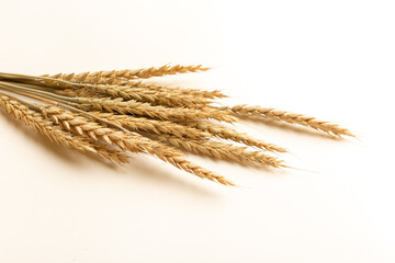 Ripe ears of wheat isolated on a white background. Top view, flat lay
